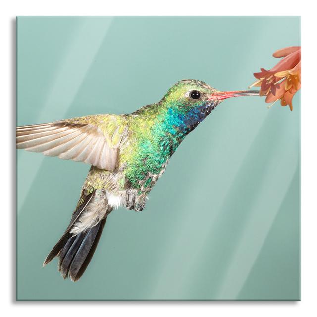 Colourful Hummingbird - Unframed Photograph on Glass Ebern Designs Size: 80cm H x 80cm W x 0.4cm D on Productcaster.