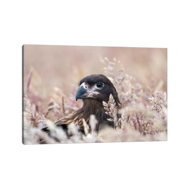 Juvenile Striated Caracara, Protected, Endemic to the Falkland Islands. by Martin Zwick - Wrapped Canvas Photograph Latitude Run Size: 45.72cm H x 66. on Productcaster.