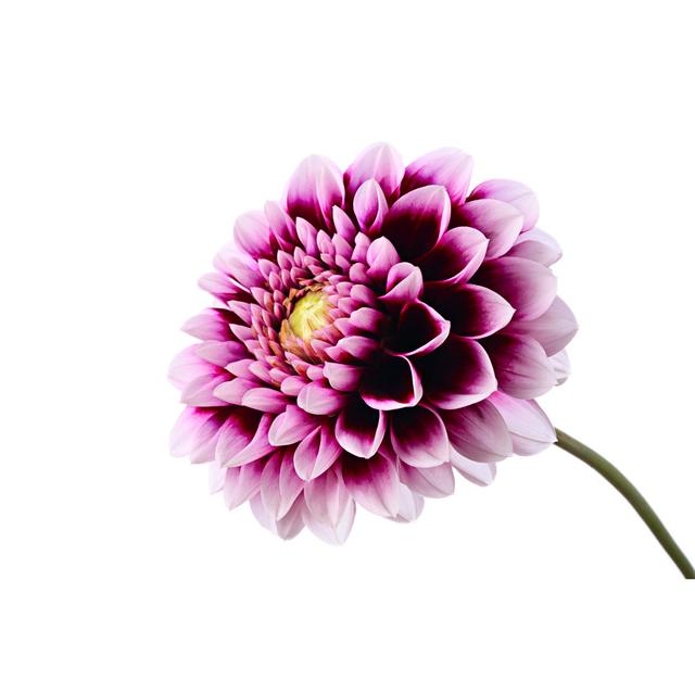 Violet Dahlia - Wrapped Canvas Graphic Art 17 Stories Size: 20cm H x 30cm W on Productcaster.