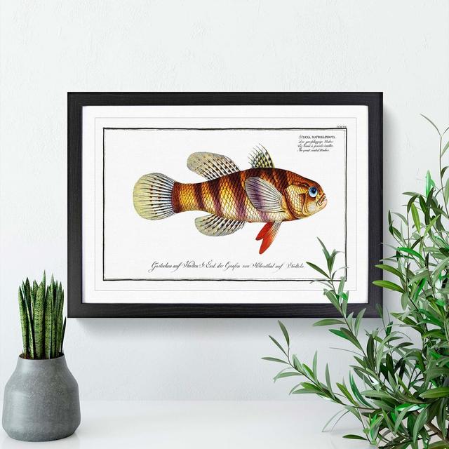 Great-Scaled Umber Fish by M.E. Bloch - Picture Frame Painting Print East Urban Home Frame Option: Black Framed, Size: 48cm H x 65cm W x 2cm D on Productcaster.