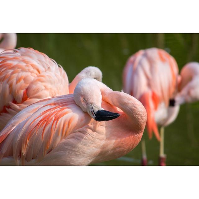 Frethi Flamingos - Wrapped Canvas Photograph Pergo Classics Size: 81cm H x 122cm W x 3.8cm D on Productcaster.