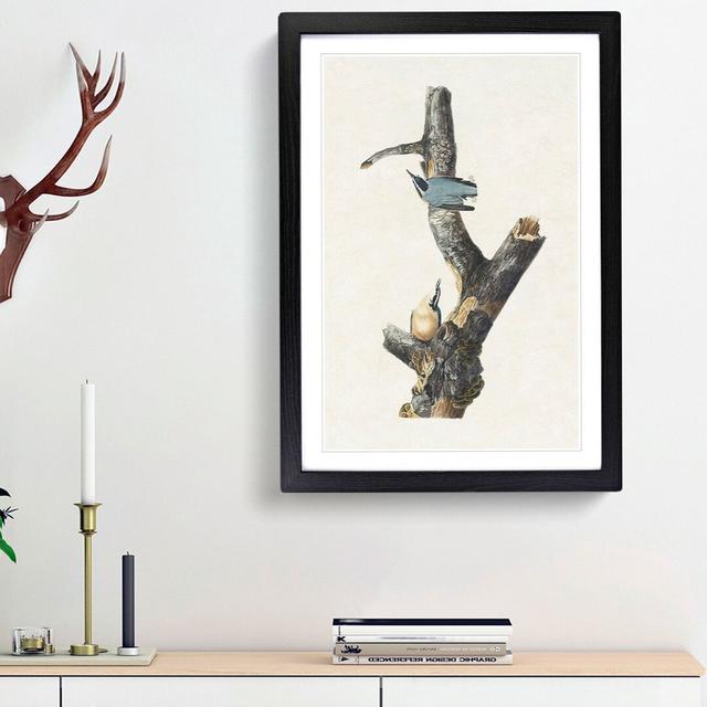 Red-Breasted Nuthatch Birds by John James Audubon - Picture Frame Painting Print East Urban Home Size: 65cm H x 48cm W x 2cm D, Frame Option: Black Fr on Productcaster.