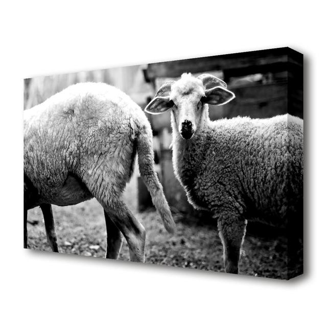 Sheep 2 Wildlife - Wrapped Canvas Photograph Print East Urban Home Size: 101.6 cm H x 142.2 cm W on Productcaster.