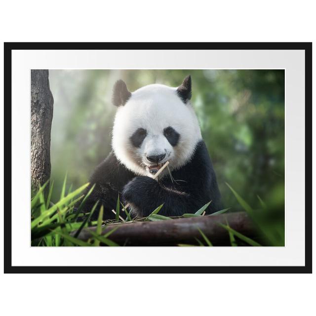 Gerahmtes Poster Niedlicher Panda isst Bambus East Urban Home Größe: 60 cm H x 80 cm B on Productcaster.