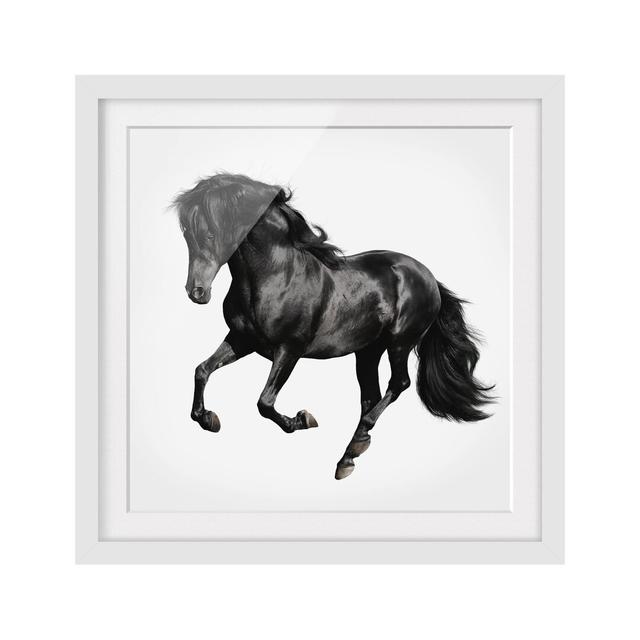 Arabian Stallion Framed Graphic Art Print Poster East Urban Home Rahmenoptionen: Matt white, Size: 50cm H x 50cm W on Productcaster.