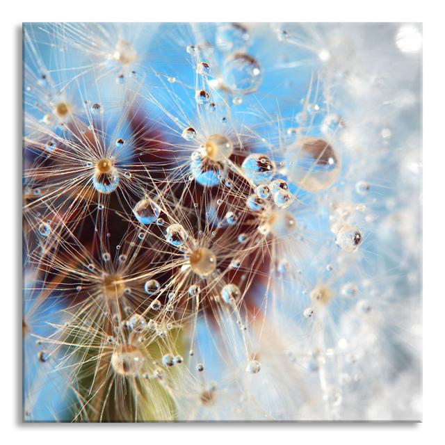 Droplets on Dandelion, Abstract - Unframed Photograph on Glass Brayden Studio Size: 70cm H x 70cm W x 0.4cm D on Productcaster.