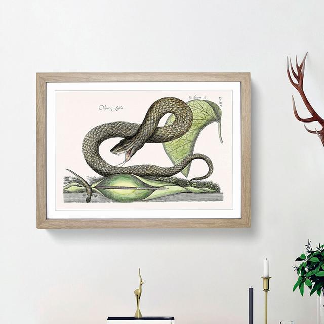 Brown Viper Snake by Mark Catesby - Picture Frame Painting Print East Urban Home Size: 27cm H x 36cm W x 2cm D, Frame Option: Oak Framed on Productcaster.