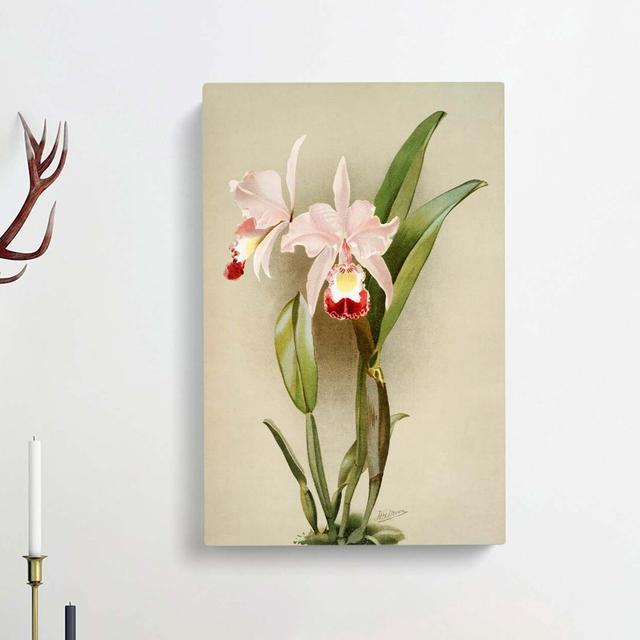 Magnolia Flowers Illustration Tab.91 by Frederick Sander - Wrapped Canvas Print East Urban Home Size: 50cm H x 35cm W x 3cm D on Productcaster.