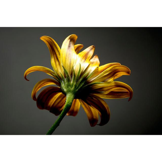 Studio Flowers III by - Photograph on 17 Stories Size: 61cm H x 91cm W x 3.8cm D on Productcaster.