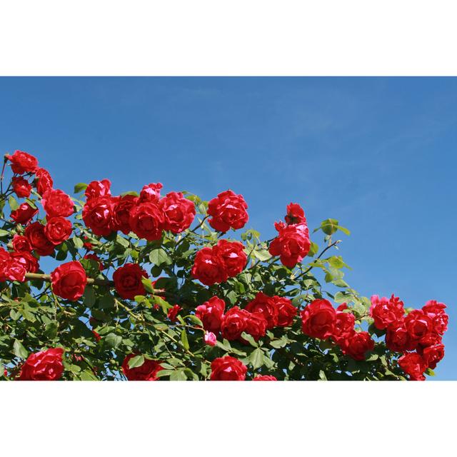 Red Climbing Rose by Gabriele Grassl - Wrapped Canvas Photograph 17 Stories Size: 30cm H x 46cm W on Productcaster.