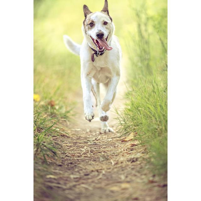 Happy Dog Running On Nature Trail Toward Camera by Debibishop - Print 17 Stories Größe: 90 cm H x 60 cm B on Productcaster.