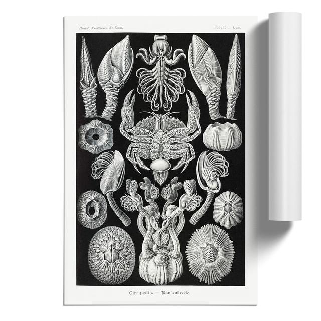 Barnacle by Ernst Haeckel - Unframed Graphic Art East Urban Home Size: 59cm H x 42cm W x 0.1cm D on Productcaster.