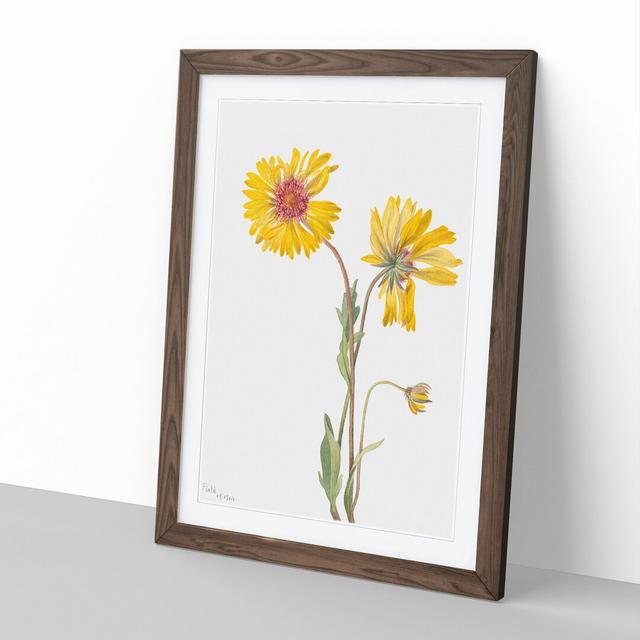 Perennial Gaillardia by Mary Vaux Walcott - Picture Frame Painting East Urban Home Frame Option: Walnut Framed, Size: 65cm H x 48cm W x 2cm D on Productcaster.