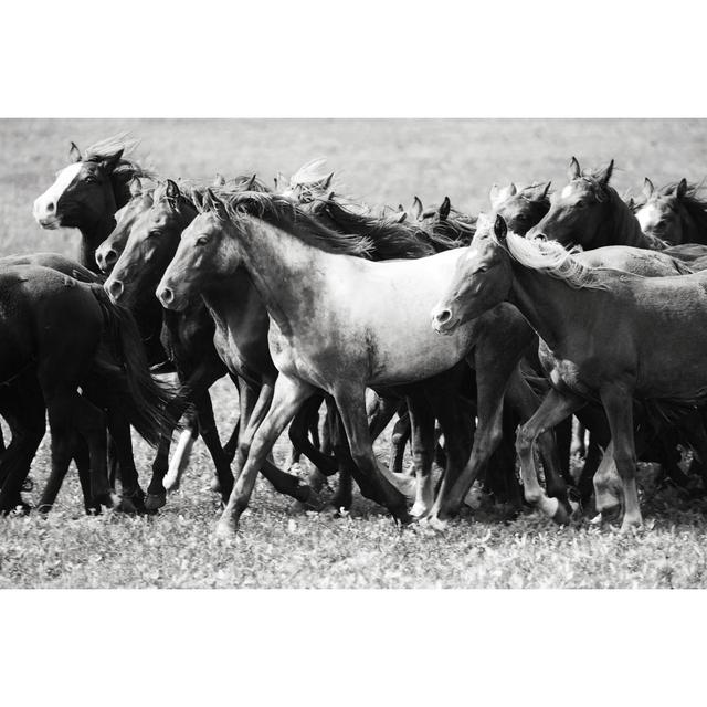 Pineville Herd Of Young Horses by Afhunta - Wrapped Canvas Print Natur Pur Size: 51cm H x 76cm W x 3.8cm D on Productcaster.