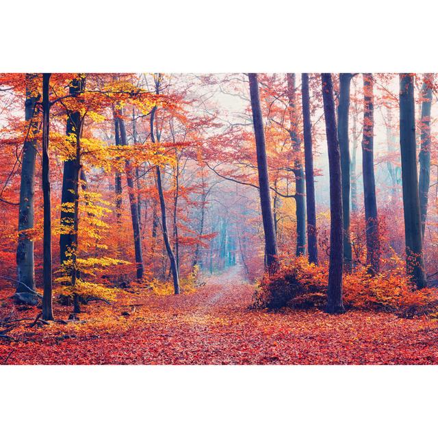 Foggy Autumn Forest by Sborisov - Wrapped Canvas Photograph Ebern Designs Size: 61cm H x 91cm W x 3.8cm D on Productcaster.