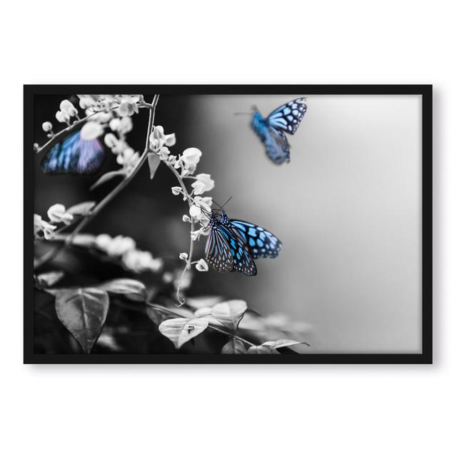 Gerahmter Fotodruck Butterflies on Flowers Brambly Cottage Größe: 38 cm H x 30 cm B x 2.5 cm T on Productcaster.