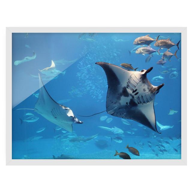 Picture With Frame - Manta Ray - Landscape 3:4 Highland Dunes Frame Option: White Framed, Size: 40cm H x 55cm W x 2cm D on Productcaster.