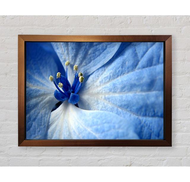 Weiche blaue Blume - Einzelner Bilderrahmen Kunstdrucke Bright Star Größe: 59,7 cm H x 84,1 cm B x 3,4 cm T on Productcaster.