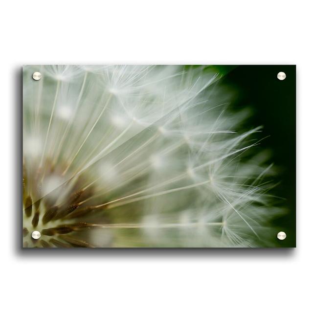 White Pompom Centre Flowers - Unframed Photograph Print on Acrylic East Urban Home Size: 42cm H x 59.4cm W on Productcaster.