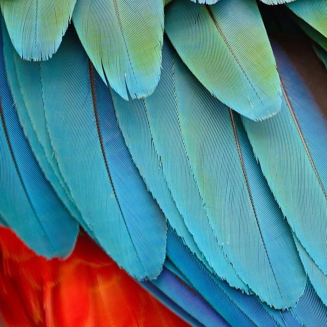 Harlequin Macaw Feathers by Panuruangjan - Wrapped Canvas Photograph 17 Stories Size: 122cm H x 122cm W on Productcaster.