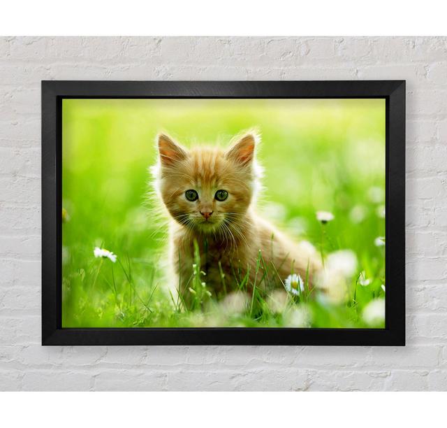 Playful Kitten - Print Bright Star Size: 84.1cm H x 118.9cm W x 3.4cm D on Productcaster.