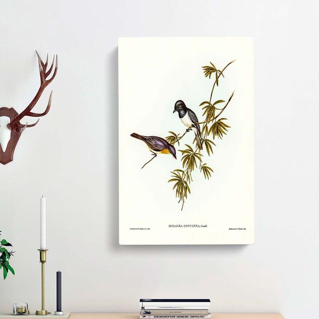 Pretty Flycatcher Bird by Elizabeth Gould - Wrapped Canvas Print East Urban Home Size: 60cm H x 40cm W x 3cm D on Productcaster.