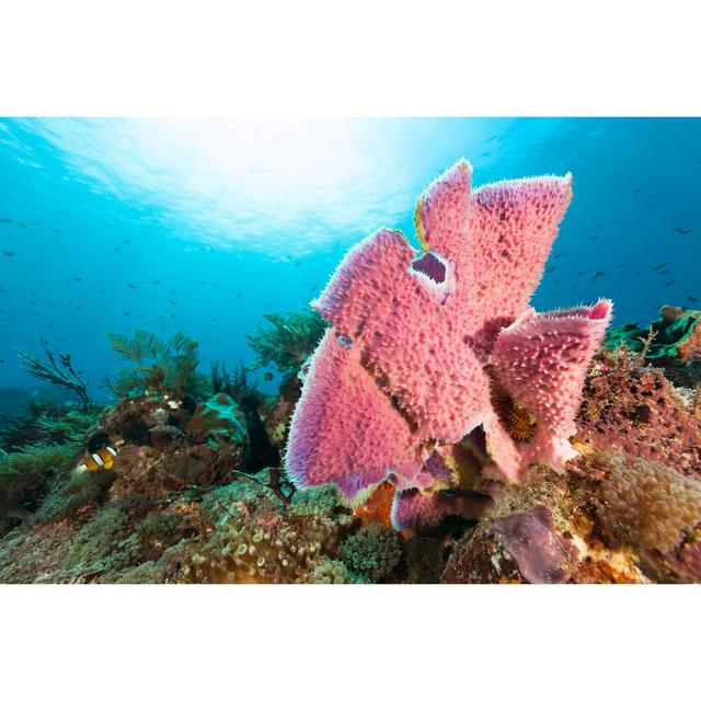 Pink Sponge Beauty by Ifish - Wrapped Canvas Art Prints Natur Pur Size: 51cm H x 76cm W on Productcaster.