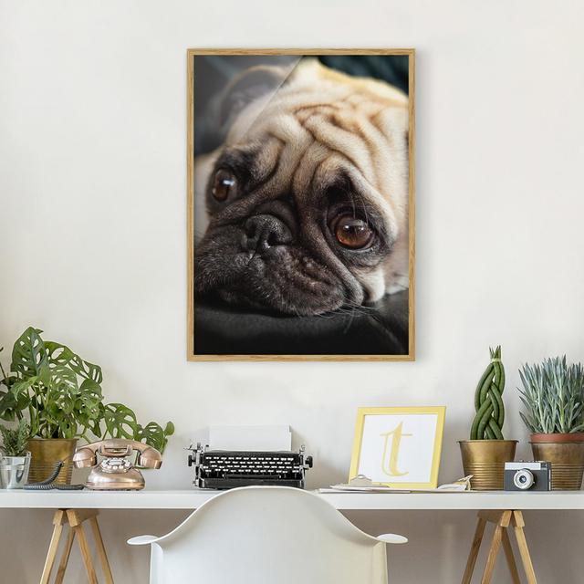 Pensive Pug - Picture Frame Graphic Art Rosalind Wheeler Frame Option: Brown Framed, Size: 70cm H x 50cm W x 2cm D on Productcaster.