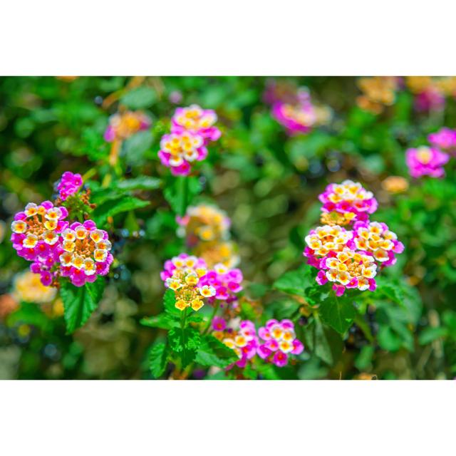 Neche Lantana Camara by Adisa - Wrapped Canvas Print 17 Stories Size: 30cm H x 46cm W x 3.8cm D on Productcaster.