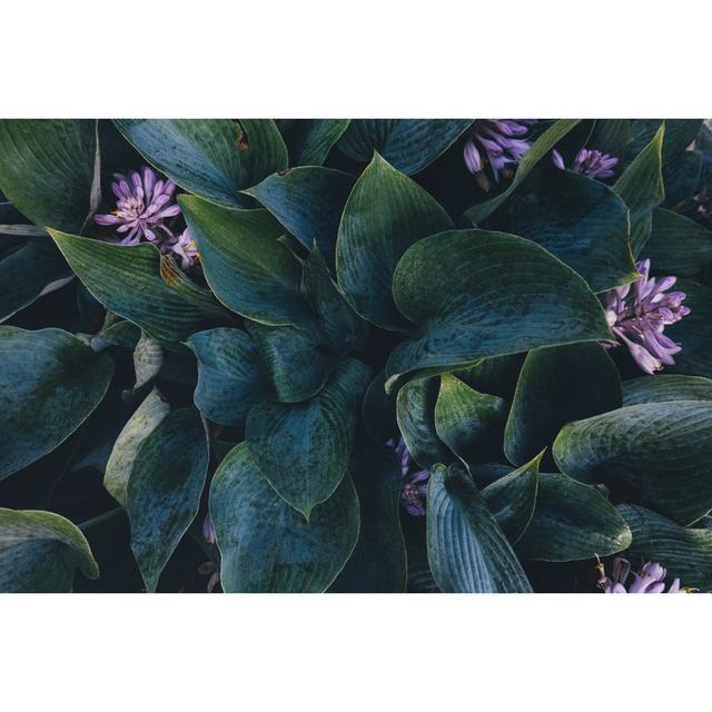 Green Hosta Leaves by OpheliaX - Wrapped Canvas Print 17 Stories Size: 61cm H x 91cm W 3.8cm D on Productcaster.