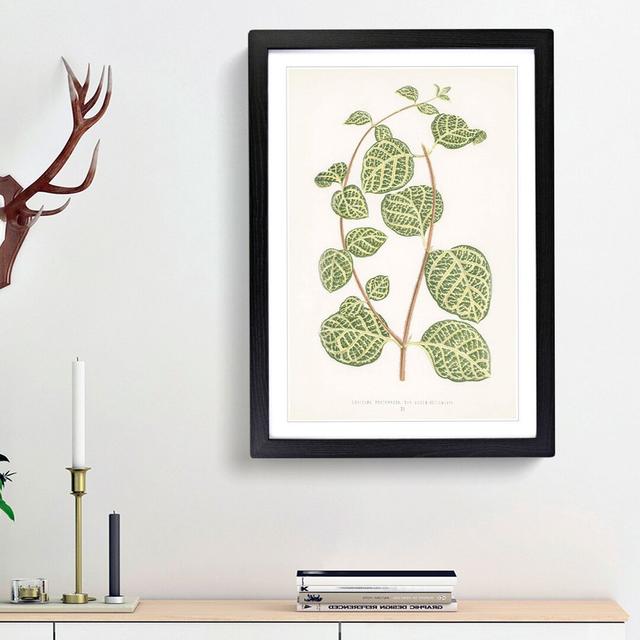 Leaves of a Plant by Benjamin Fawcett - Picture Frame Painting Print on MDF East Urban Home Size: 65cm H x 48cm W x 2cm D, Frame Option: Black Framed on Productcaster.