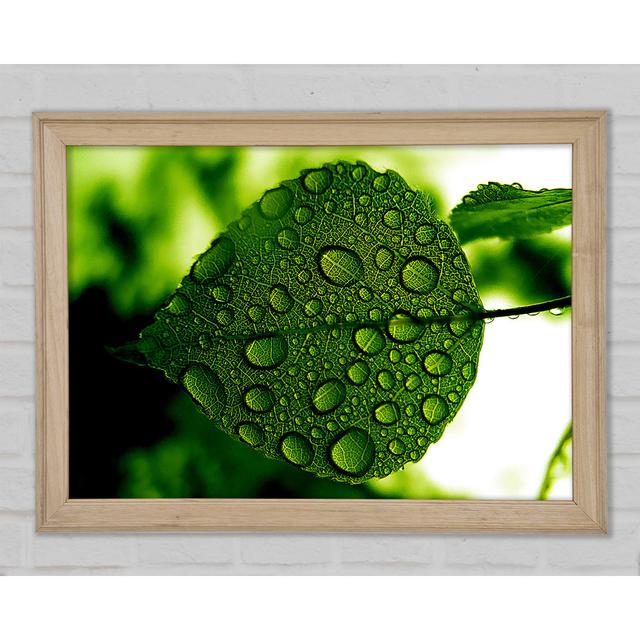 Morning Dew Leaf - Single Picture Frame Art Prints Brayden Studio Size: 42cm H x 59.7cm W x 1.5cm D, Format: Natural Framed Paper on Productcaster.