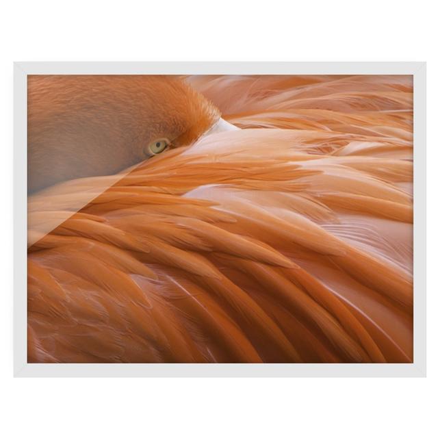 Flamingo Feathers - Picture Frame Photograph Rosalind Wheeler Frame Option: White Framed, Size: 30cm H x 40cm W x 2cm D on Productcaster.