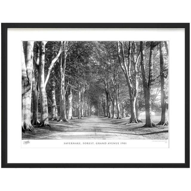 Savernake, Forest, Grand Avenue 1901 - Single Picture Frame Print The Francis Frith Collection Size: 45cm H x 60cm W x 2.3cm D on Productcaster.