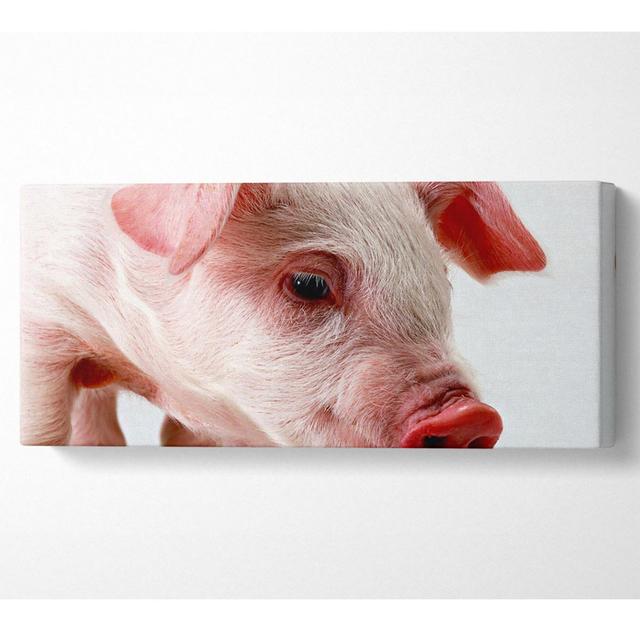 Pink Pig Panoramic Canvas August Grove Size: 50.8cm H x 121.9cm W x 10cm D on Productcaster.