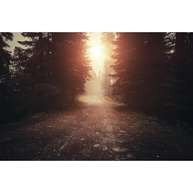 Misty Forest At Sunset by Da-kuk - Print Alpen Home Size: 20cm H x 30cm W on Productcaster.