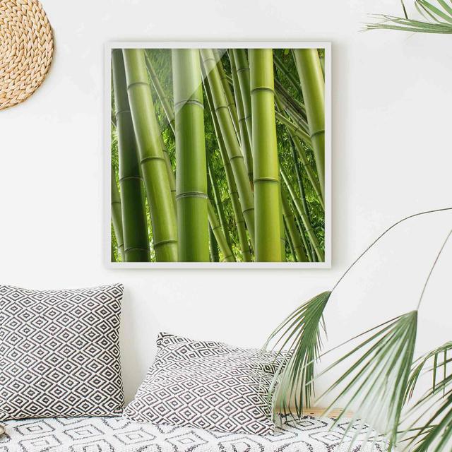 Bamboo Trees - Picture Frame Graphic Art Bay Isle Home Frame Option: White Framed, Size: 70cm H x 70cm W x 2cm D on Productcaster.