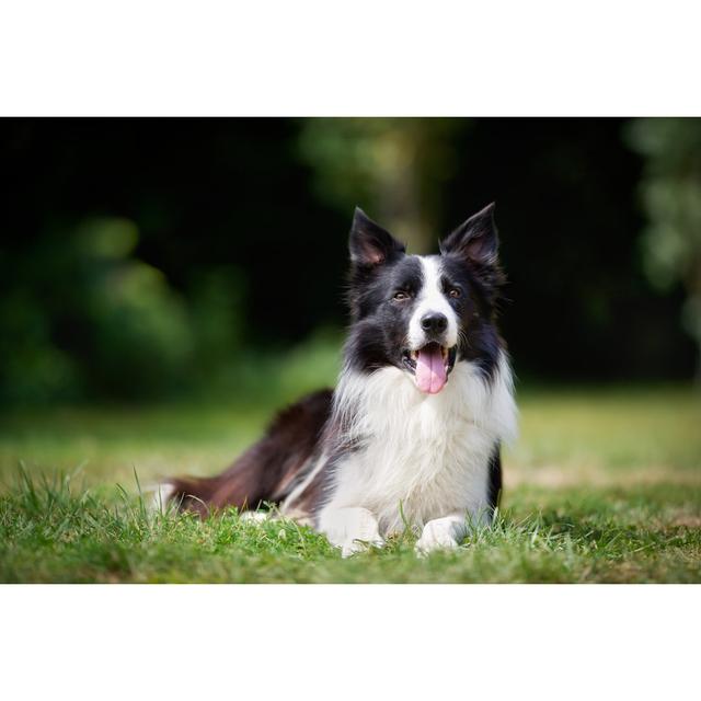 Border Collie Taking a Rest by Bigandt Photography - Wrapped Canvas Photograph Ebern Designs Size: 81.28cm H x 121.92cm W on Productcaster.