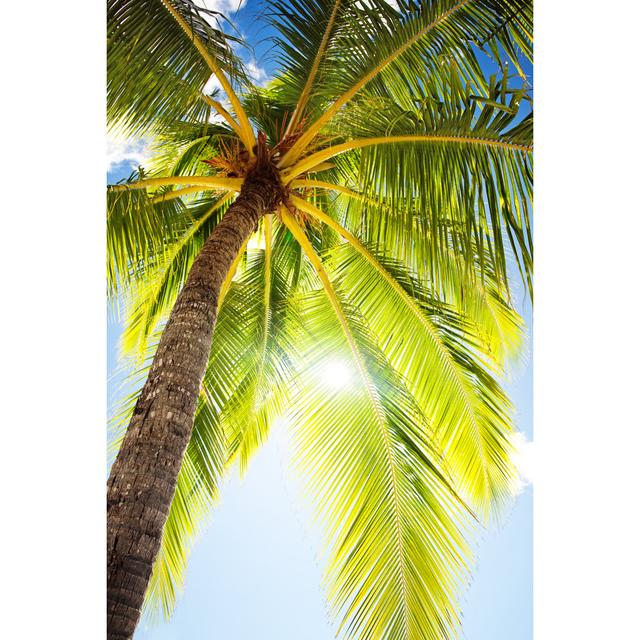 Close Up Of Palm Tree by Mvaligursky - Wrapped Canvas Print 17 Stories Size: 46cm H x 30cm W on Productcaster.