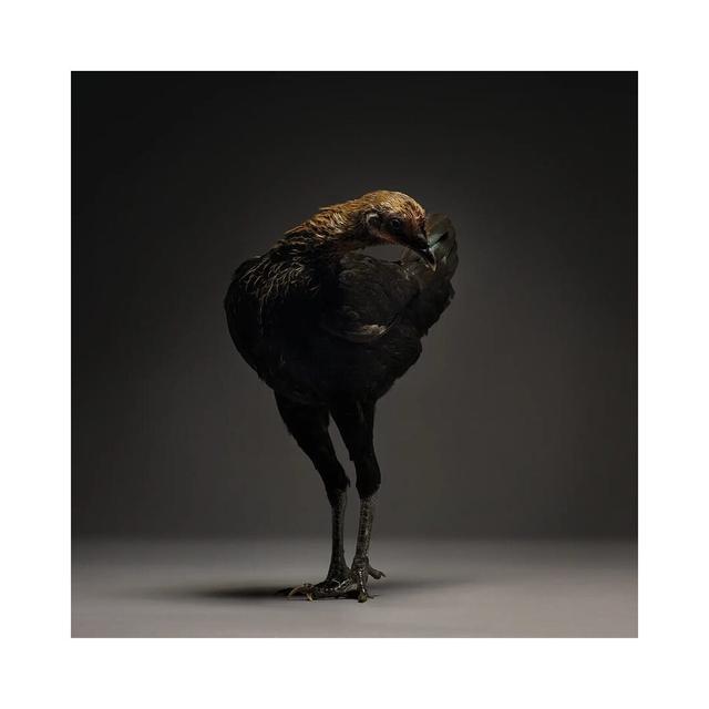 Modern English Game Fowl - Wrapped Canvas Photograph Brambly Cottage Size: 45.72cm H x 45.72cm W x 3.81cm D on Productcaster.