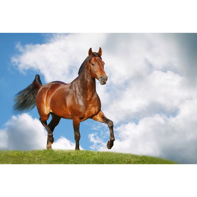 Horse In Field by Mari_Art - Wrapped Canvas Print Gracie Oaks Size: 20Cm H x 30Cm W on Productcaster.