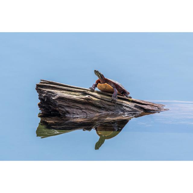 Painted Turtle by Unknown - Wrapped Canvas Photograph Bay Isle Home Size: 30cm H x 46cm W on Productcaster.