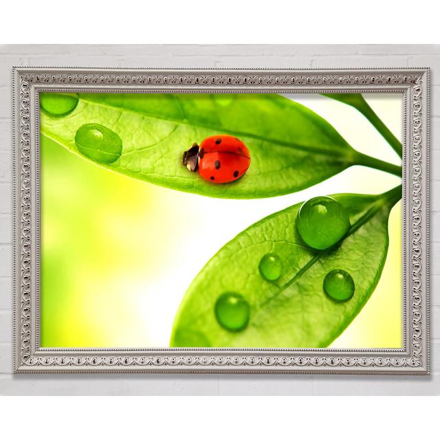 Ladybird Framed Print Bright Star Size: 84.1cm H x 118.9cm W x 3cm D on Productcaster.