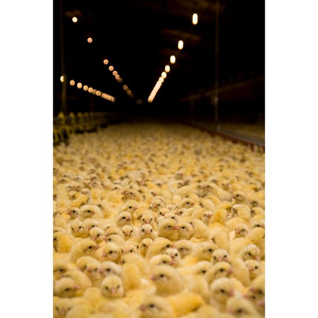 Baby Chicks by RyanJLane - Print 17 Stories Size: 46cm H x 30cm W x 3.8cm D on Productcaster.