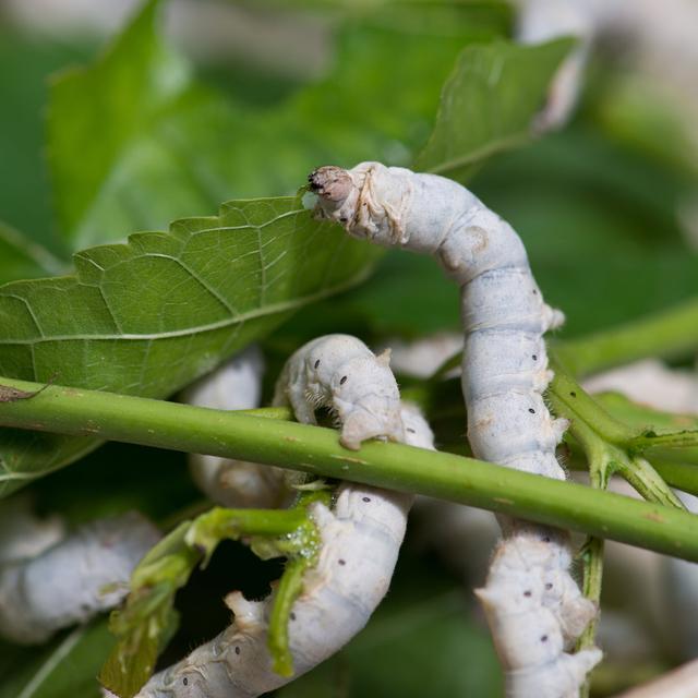 Thorton Silkworm by Liufuyu - Wrapped Canvas Print Latitude Run Size: 30cm H x 30cm W x 3.8cm D on Productcaster.