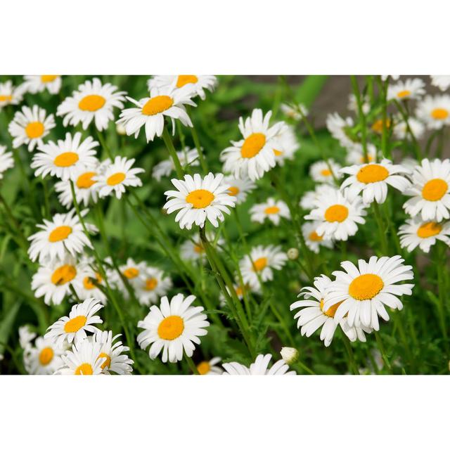 Bergholz Field of Chamomile Flowers - Wrapped Canvas Photograph ClassicLiving Size: 51cm H x 76cm W x 3.8cm D on Productcaster.