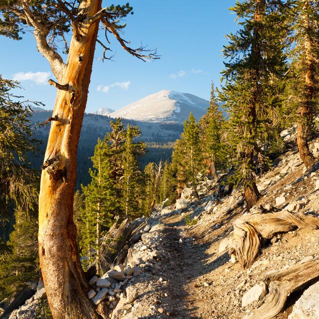 Sequoia National Park, California by Patrick Poendl - Wrapped Canvas Photograph Alpen Home Size: 30cm H x 30cm W x 3.8cm D on Productcaster.