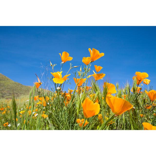 California Golden Poppies - Wrapped Canvas Art Prints 17 Stories Size: 61cm H x 91cm W x 3.8cm D on Productcaster.