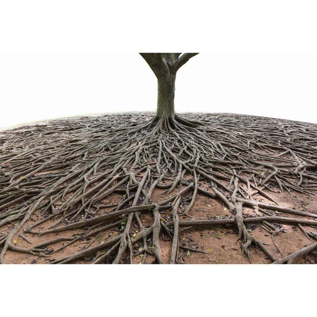 Banyan Tree Root by - Wrapped Canvas Photograph 17 Stories Size: 61cm H x 91cm W on Productcaster.