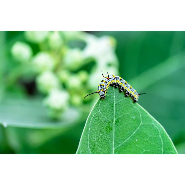 Maelene Monarch Butterfly Caterpillar by Amnat jomjun - Wrapped Canvas Photograph 17 Stories Size: 20cm H x 30cm W x 3.8cm D on Productcaster.